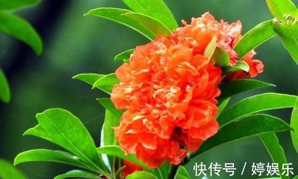 石榴花|石榴花最爱“美”，开花前“擦擦脸”，花苞多、花朵大，花爆满枝