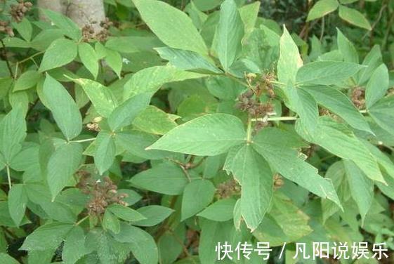 骨络|农村这种野草，是“百骨圣手”，舒经络，治风湿，你见过吗