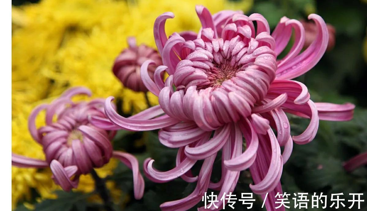 梅兰竹菊被誉为花中四君子，它们都有什么与众不同的特点呢？