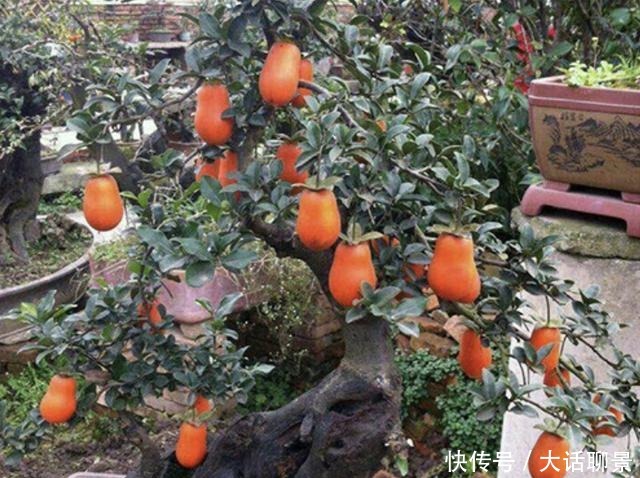 盆景|王小姐爱养花,去山上挖了“废木头”,种花盆上,变成“金弹子”