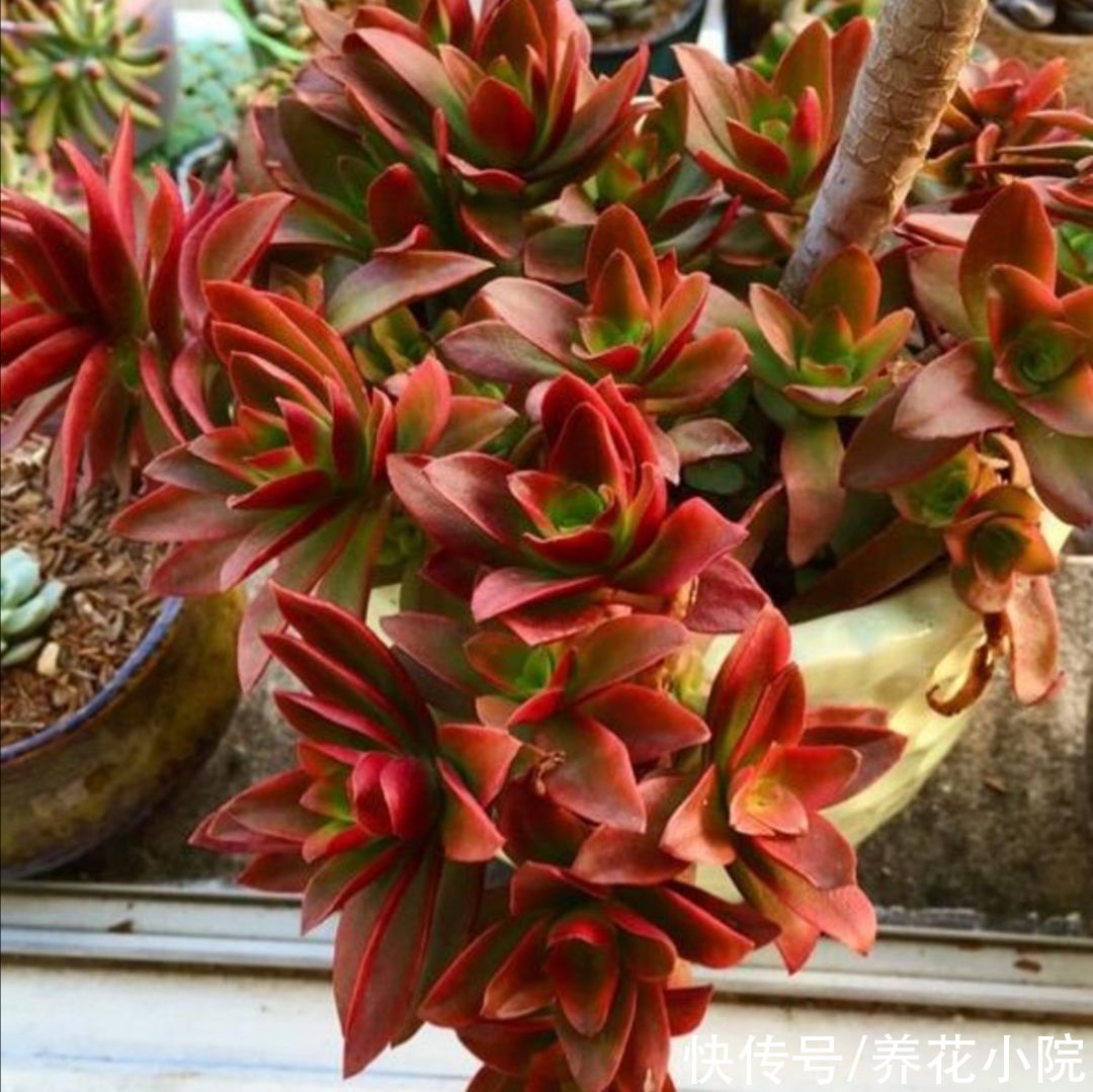 能耐寒的6种多肉，放外面“冻一冻”，色泽更鲜艳