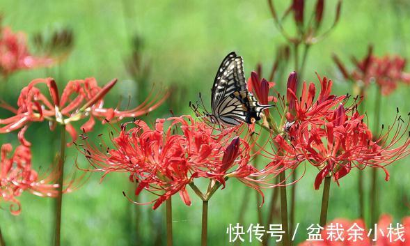看上去很高大上，实际很鸡肋的花草，养过一次就被拉进“黑名单”