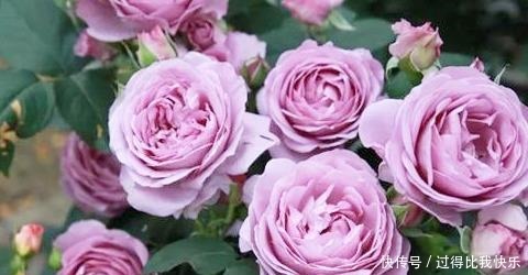 最值得养的月季,花色稀有,开花量大,一开就是300天,从不生病!