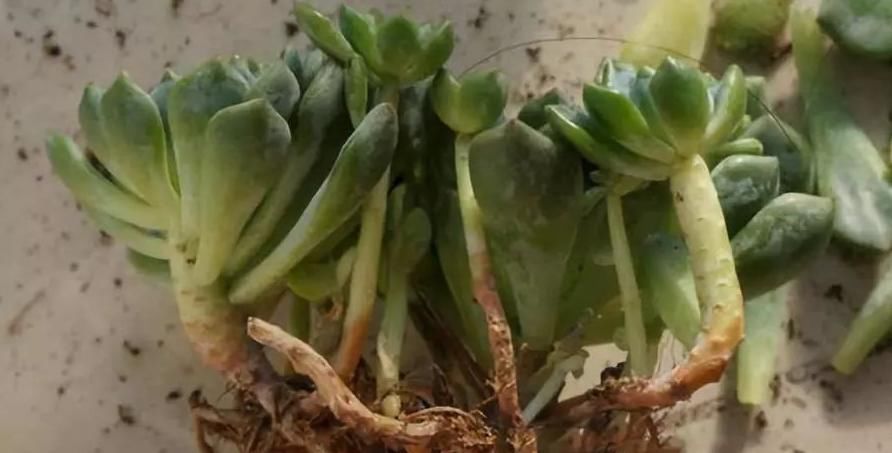 新入手多肉,上盆做好这4点,植株茎叶养得胖嘟嘟