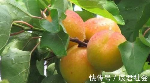 降压|聪明的人都在吃3种食物，降压减脂，排毒抗衰，早吃早健康！