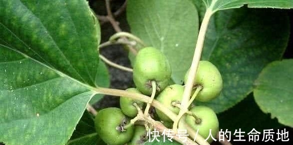 食补|它是抗癌、抗衰老的神果，价值不输于榴莲，被誉为“世界之珍果”