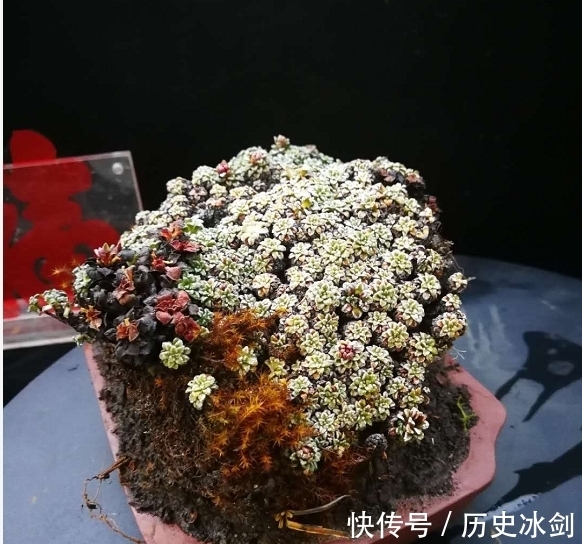 盆景|花艺市场盆景欣赏，横生直展，临水而生，大自然就是最好的老师