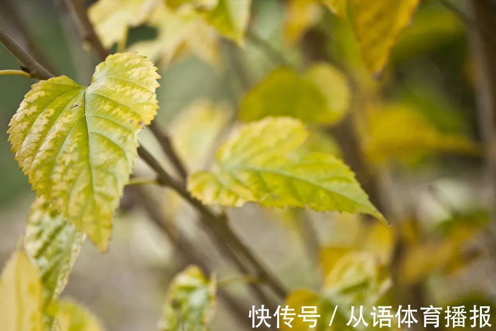 神农本草经|桑叶是个宝,霜打的桑叶为神仙草!如何吃,功效最佳?