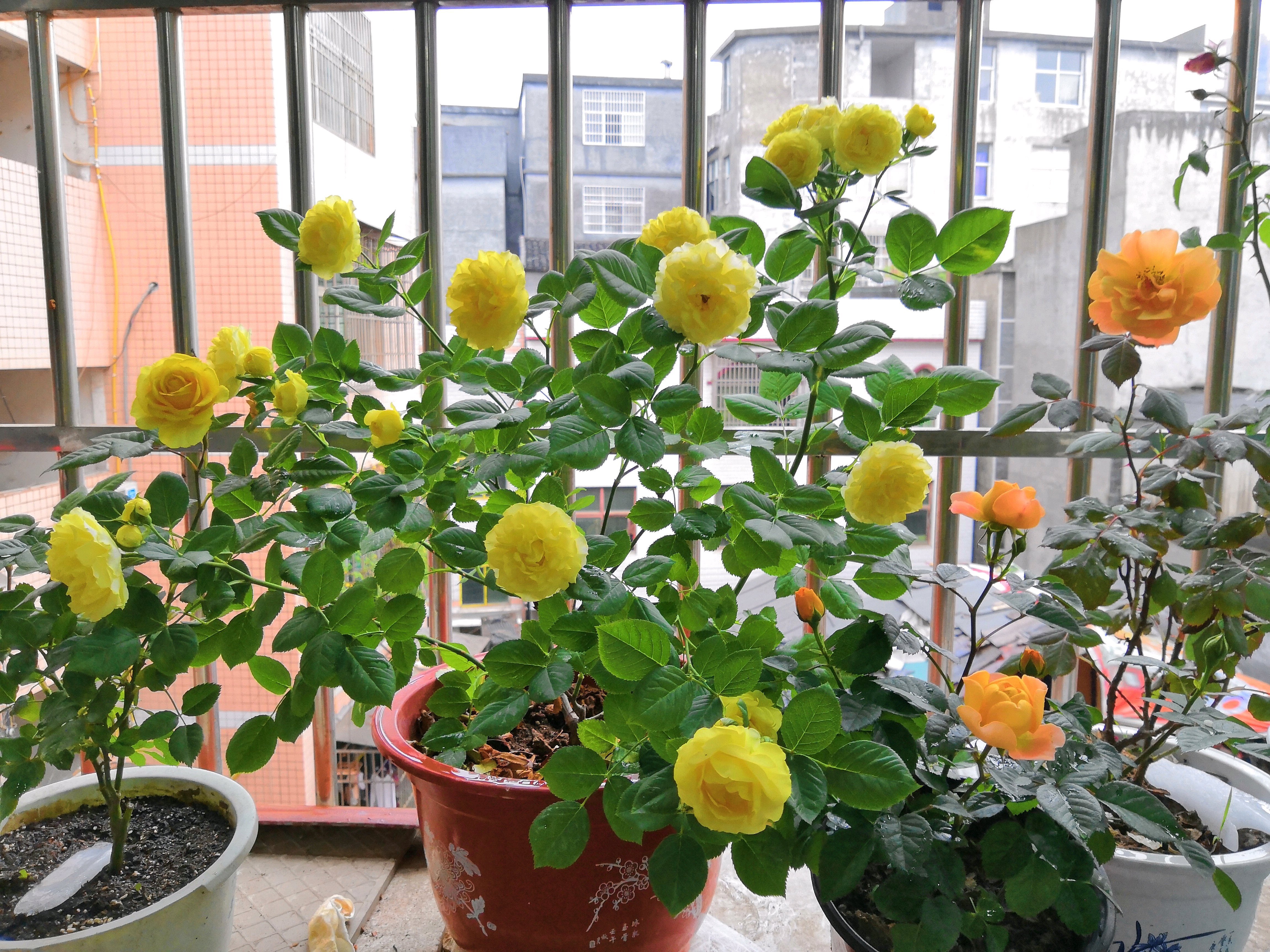 可以盆栽的“玫瑰花”，花朵美丽，四季常开，种植容易，养花选它