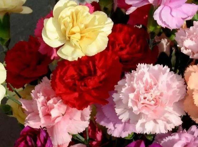 4种花,堪称花界“劳模”,越热花开越多,30天养成“小花园”!