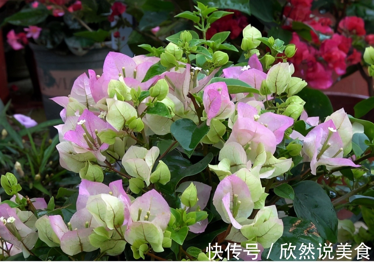 什么淘米水、啤酒水都不如“这样”施肥，用对方法，才能多开花