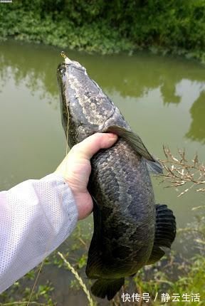 夏季黑鱼多且好钓，手竿以及传统钓攻略分享，看到就跑不掉