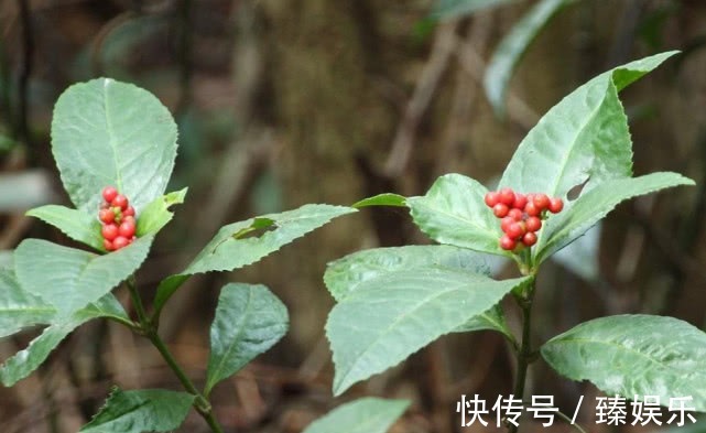 观音茶|长得漫山遍野的植物，城里人用来作盆栽，农民却说入药能治病抗癌