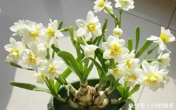 几种很耐寒的花,在冬天依旧开花美艳