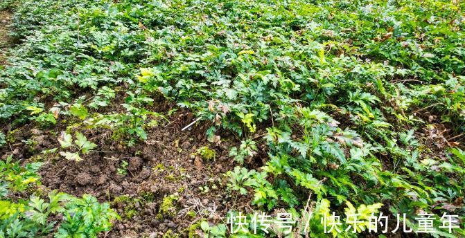 鸦胆子|5年前感染上幽门螺杆菌，老中医教会他认识了这10种草，受益终身