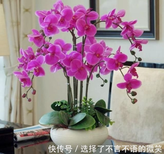 4种花好养又漂亮，花开芳香四溢，养在家中香飘满屋