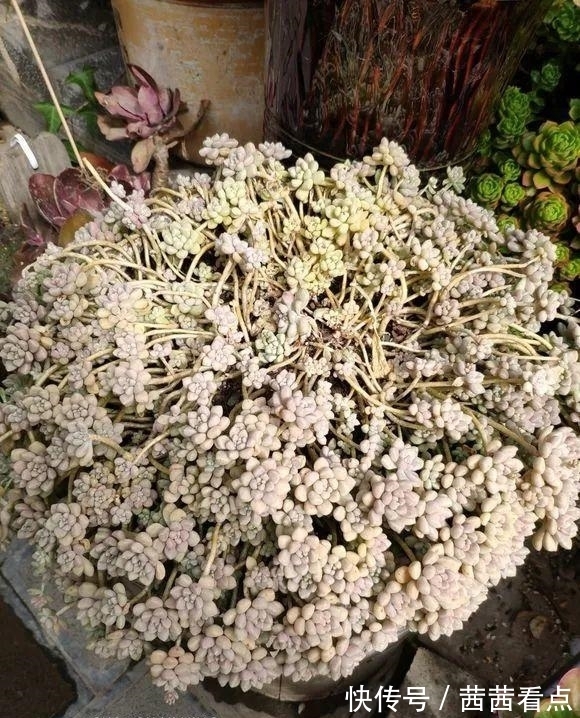 张大姐养多肉, 连屋顶也不放过, 8年种了3万棵!