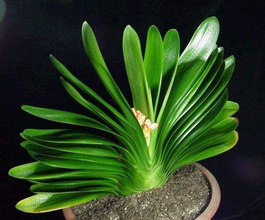 君子兰开花不断,全是浇了“2种”肥水,花箭蹭蹭往外冒!