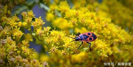 水猴子|历史上这五种“怪”物并不存在,它们是忽悠出来的东西,最好别信