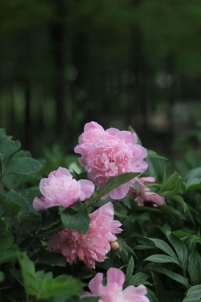 雨落牡丹，送春风十里