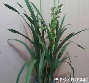 阳台养殖兰花类花卉要特别注意四个最为关键的问题