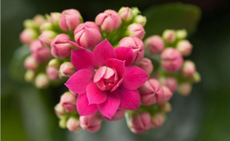 长寿花修剪后不长新芽新叶做好这三点枝繁叶茂长不停！