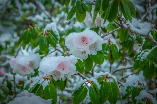  开春|俗话说“大雪不冻倒春寒”，大雪时节来临，明年开春天气怎样？