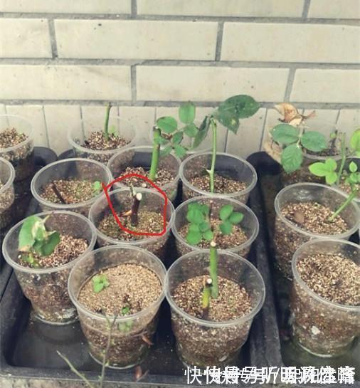 扦插月季不生根？用这捂一捂，过几天“冒白根”，变成月季大户