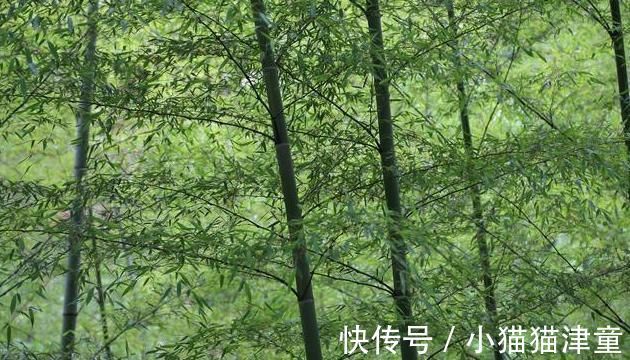 体虚体寒|一味不被人熟知的良药,能“荡涤热痰而止咳,清利七窍而醒神”