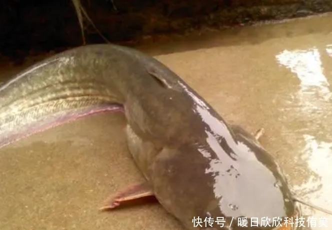 野钓经验谈之七 你会钓鲶鱼么?手竿钓鲶鱼浅析