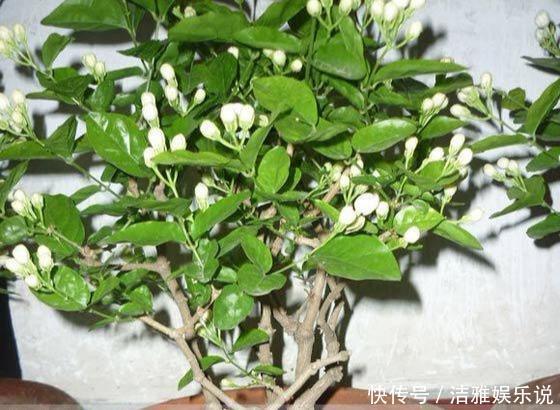 茉莉老枝|茉莉老枝“一剪没”,株型越来越美艳,除旧迎新变大“老桩”