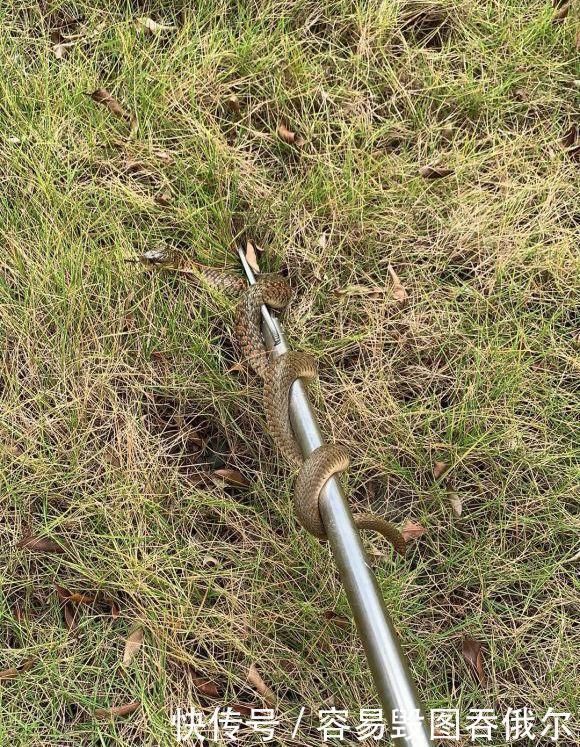 最近钓鱼就是与蛇同行多人钓鱼差点被咬,频繁遇蛇怎么办