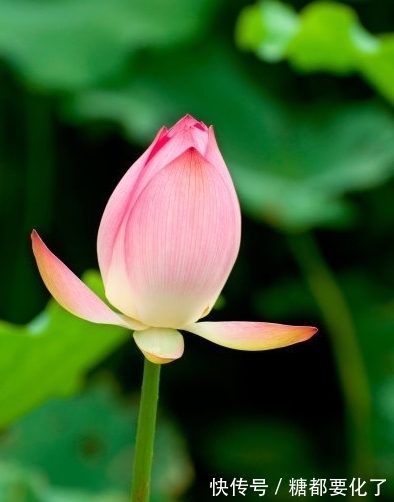 福星高照|步入年底,4属相福星高照,横财不断,桃花旺盛,爱情甜蜜