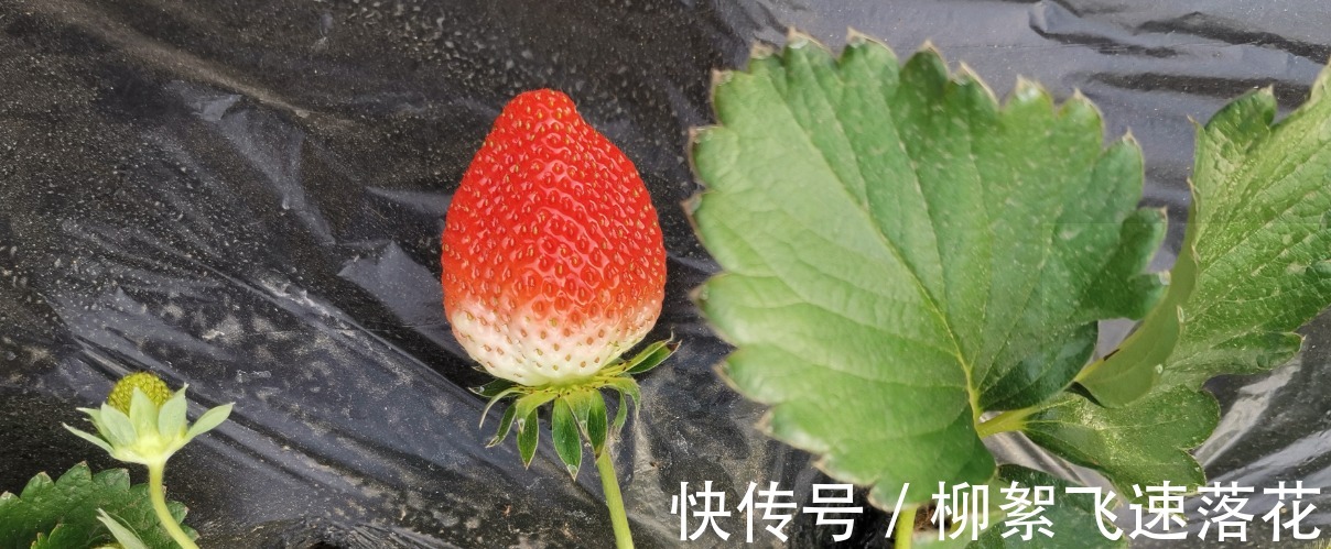 农药|你会挑选好草莓么，知道这些窍门么！