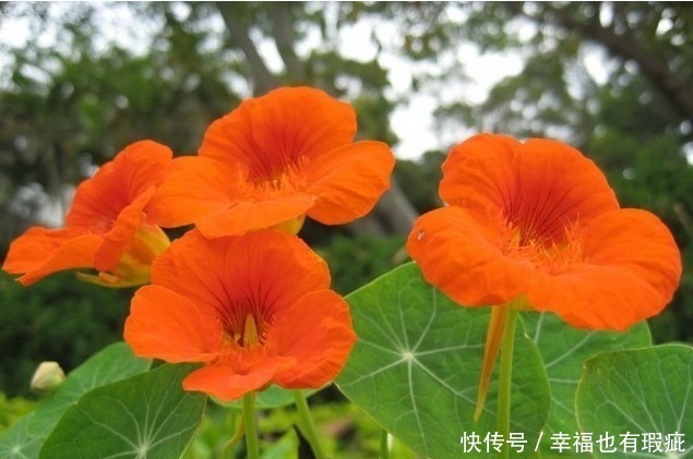 丰花月季|喜欢养护漂亮的花卉,就选择3种花卉,妩媚妖娆,优雅大气,漂亮