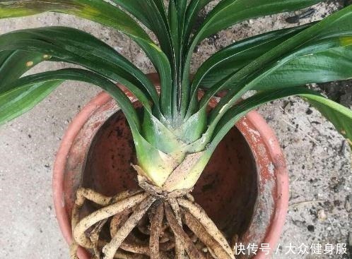 君子兰没花拉出来“砍一刀”，花芽多3倍，盆盆都是“大花球”！