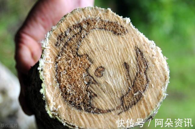 价值|院子里有空地,就种“四大名贵树”,越大价值越高