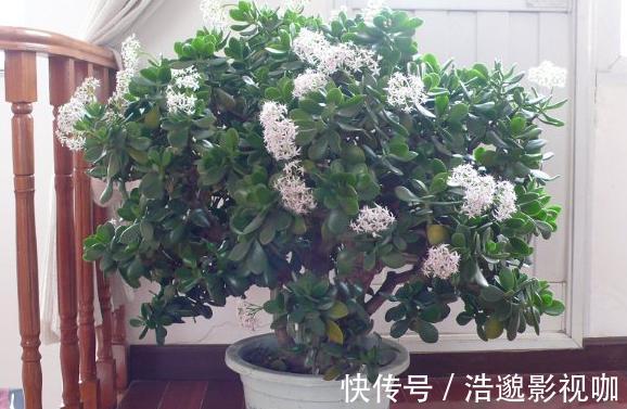 浇水|盆栽花草不能养成这3坏习惯!不然植物长不旺,花卉迟迟不开花