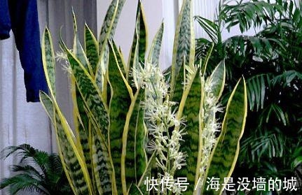 花卉|这4种喝“啤酒”最厉害的花，1次能喝半斤，叶片油绿、开花更艳！