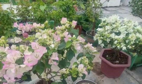 “3种花”漂亮又好养,一年能开300多天,一不小心成花海,美!