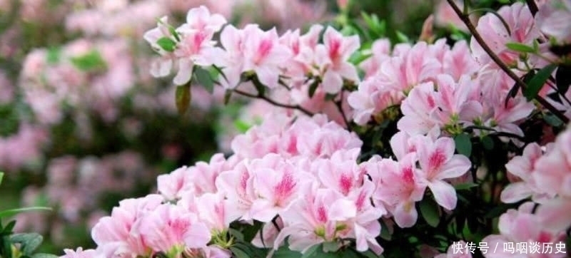 这首诗!李商隐的这首《花下醉》,也是难得的名篇,表达了一种无奈的人生