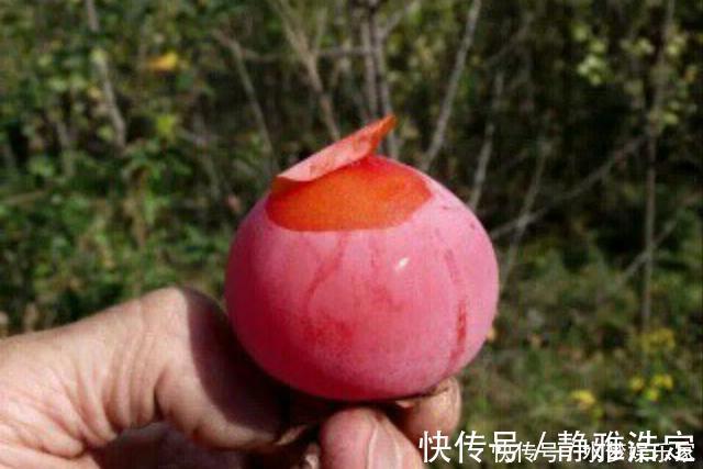 气色|女性最好的零食,不想老太快要多吃,补血活血,保持健康好气色