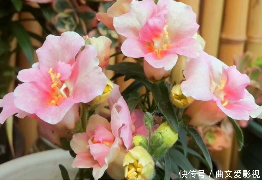 榆叶梅|家里阳台必养此款花卉，365天开花不断，花团锦簇，比牡丹还美