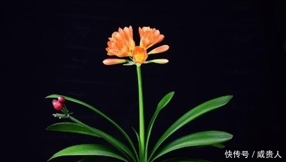 冬养君子兰,补充养分才能开花美,怎样补充养分?