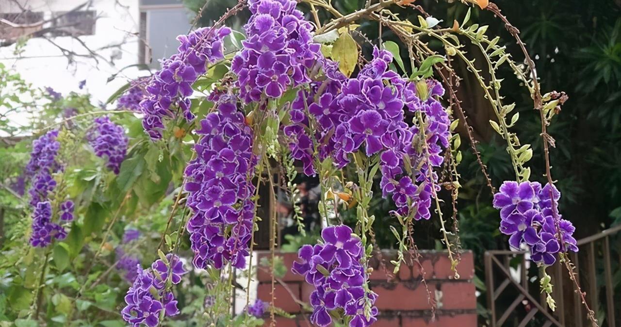 高温40度，6种花“尽情晒”，越晒越开花，密密匝匝一大盆，漂亮