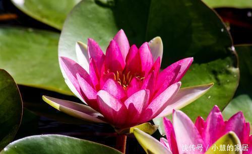 家里养5种花,越养越好看,适合新手,是盆栽佳品!