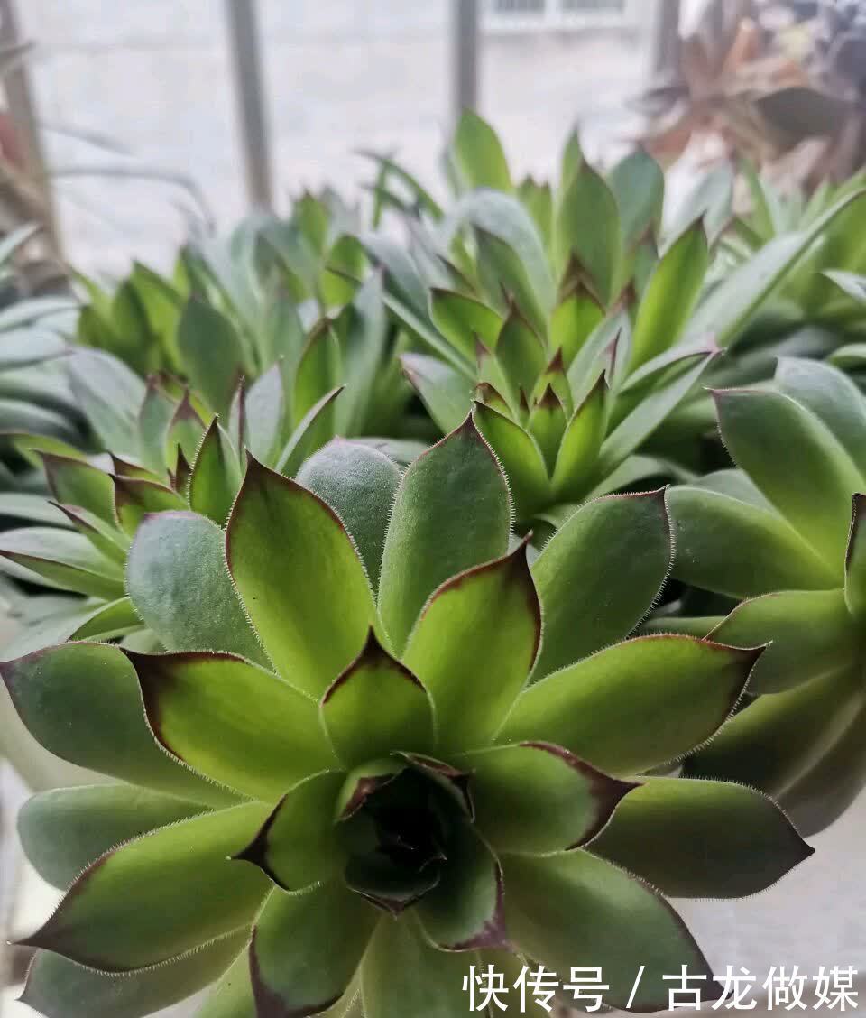 破了的菜坛子,拿来养多肉,又酷又美个性十足