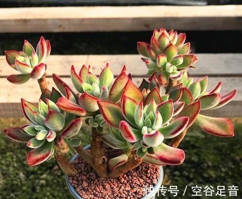 5种高颜值多肉,皮实又好养,易群生长满盆,像是从花盆里流出来