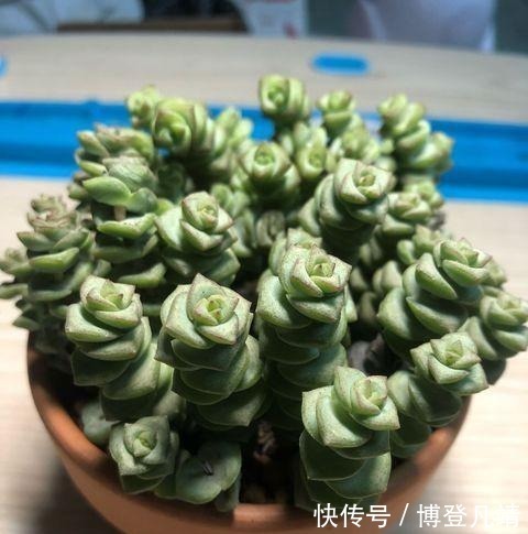 多肉钱串底叶干,避开此“误区”,养出串串“小铜钱”,美美哒