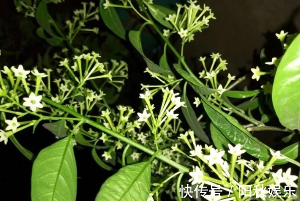 月季花|5种花卉“别乱养”,香气“有毒”,放在卧室并不好,别疏忽!